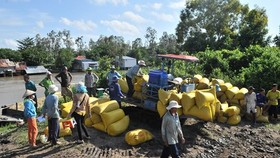 Farmers harvest the winter-spring rice crop in Mekong Delta provinces. (Photo: SGGP)