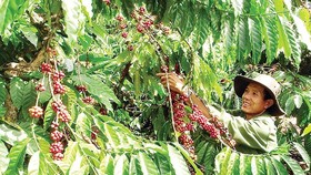 A farmer harvests coffee beans