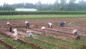 Farmers in Vinh Long shift to grow fast growing crop for higher economic results. (Photo: SGGP)