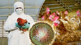 Cambodia recently reported the first outbreak of H5N6 bird flu virus among the country’s poultry (Source: Cambodia News English)