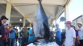 Fishermen catch a nearly 400 kilogram tuna in Central Vietnam