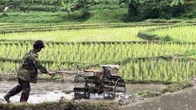 More farmers in Thailand have registered for subsidies and occupation shifting allowance from the government (Source: news.thaivisa.com)