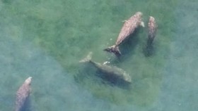 After seeing the adorable baby dugong "Mariam," who has become an internet sensation, marine surveys in the Andaman Sea have discovered a 200 strong dugong population, mostly at Ko Libong Animal Sanctuary. (Photo: thainews.prd.go.th)