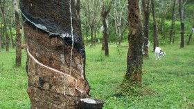 Malaysia’s natural rubber production slides 32.4 percent month on month to 33,864 tonnes in April. (Photo: thesundaily.my)