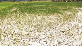 A chapped rice field in Quang Tri province (Photo: SGGP)