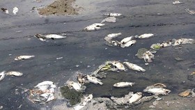 Dead fish floating on To Lich river