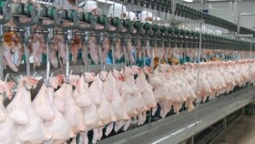 Thailand’s chicken exports to China surged more than 700 percent in the first seven months of this year due to strong consumers’ demand (Photo: thainews.prd.go.th)