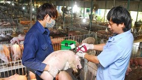 Cấp bách khống chế dịch tả heo châu Phi