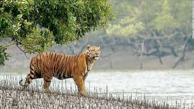 Hổ Bengal kêu cứu