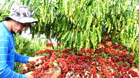 Giống cây cà phê không caffeine