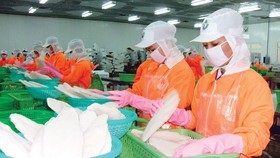 Chế biến cá tra xuất khẩu tại An Giang