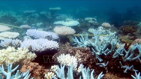 San hô tại rạn san hô Great Barrier Reef, ngày 19-4-2018. Ảnh: AFP/TTXVN