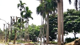 Hà Nội chuyển “hương” hoa sữa từ hồ Tây lên bãi rác Nam Sơn
