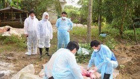 Xuất hiện ổ dịch tả heo Châu Phi tại Khu nghỉ dưỡng suối khoáng nóng Alba Thanh Tân