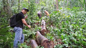 Nhiều vụ phá rừng tại Thừa Thiên - Huế được báo chí phản ánh thời gian qua khiến nhiều cán bộ lâm nghiệp bị kỷ luật 