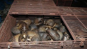 Số tê tê bị bắt giữ. Ảnh Công an Hà Tĩnh