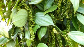 Giá cà phê, hồ tiêu tăng nhẹ