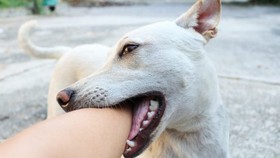 Trách nhiệm pháp lý khi chó cắn người