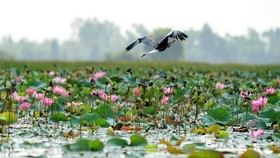 Chuyện về “Chim đậu, chim bay”…