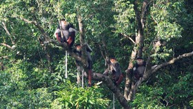 Voọc chà vá chân nâu tại Khe Nước Trong thuộc bộ ảnh của Trung tâm bảo tồn thiên nhiên Việt