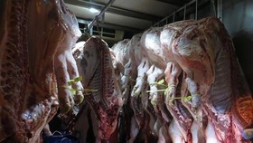 Điều tra vụ tàng trữ thịt nhiễm dịch tả heo châu Phi