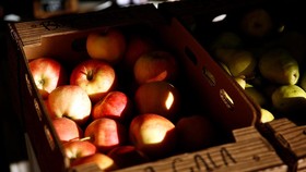Táo là một trong những mặt hàng của Mỹ bị Ấn Độ áp thuế. Ảnh: REUTERS