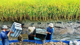 Mô hình sản xuất tôm lúa thích ứng với biến đổi khí hậu ở ĐBSCL. Ảnh: PHAN THANH