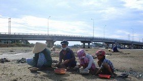 Đào phễnh góp phần cải thiện cuộc sống cho những người lao động nghèo. Ảnh: BAOBINHDINH. VN