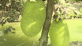 Cảnh báo nông dân ồ ạt trồng mít Thái