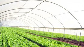 Đến năm 2030: Có 80.000 - 100.000 doanh nghiệp hoạt động trong lĩnh vực nông nghiệp