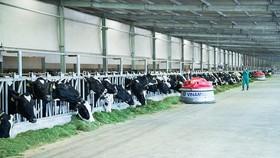 Vinamilk là thương hiệu có giá trị cao nhất Việt Nam năm 2019