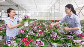 Trồng hoa trong nhà lưới tại Trung tâm Công nghệ sinh học TPHCM. Ảnh: THÀNH TRÍ