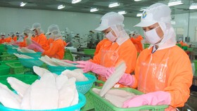 Chế biến cá tra xuất khẩu ở An Giang. Ảnh: HUỲNH LỢI