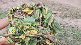 205ha cây thuốc lá bị chết do mưa và nấm