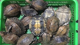 Không được tặng và nhận quà biếu là động vật quý, hiếm được ưu tiên bảo vệ