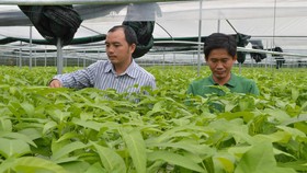 Doanh nghiệp trong nước đầu tư mạnh vào lĩnh vực nông nghiệp