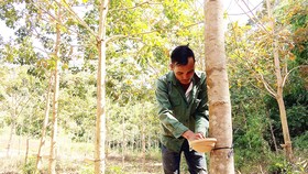 Ngành cao su chọn thế mạnh để bứt phá