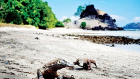 Indonesia muốn tạm đóng cửa đảo Komodo