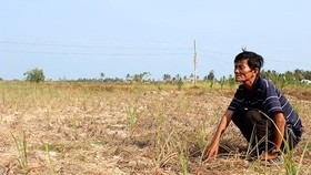 ĐBSCL: Xâm nhập mặn có xu hướng tăng nhanh