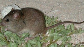 Loài gặm nhấm Bramble Cay melomys. Ảnh: RT/TTXVN