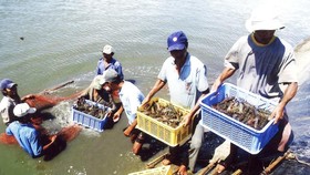 Xuất khẩu thủy sản: Hướng tới mục tiêu 10 tỷ USD