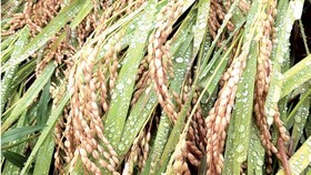 Nhật Bản cho bán thực phẩm biến đổi gen tân tiến