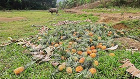 Thơm mất giá, nông dân đổ bỏ