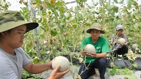 Siêu thị đặt hàng, nông dân sản xuất