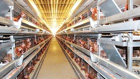 Ngành chăn nuôi gia cầm của Việt Nam đang có rất nhiều tiềm năng, lợi thế cho xuất khẩu