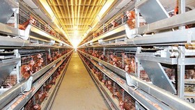 Xây dựng chuỗi sản xuất thịt gà xuất khẩu