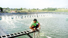 Tôm truy xuất nguồn gốc được nâng cao giá trị