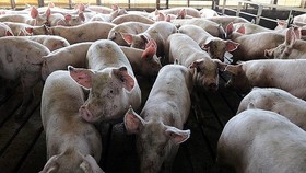 Khẩn cấp phòng chống bệnh dịch tả heo châu Phi