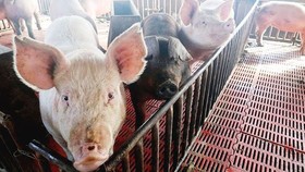 Campuchia: Dịch tả heo châu Phi lan rộng