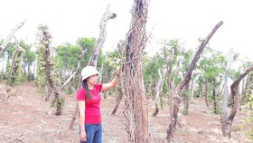 Giá hồ tiêu thấp kỷ lục, dân không dám trồng mới